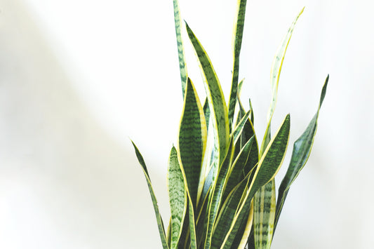 Top 5 Favourite Low-ish Light House Plants