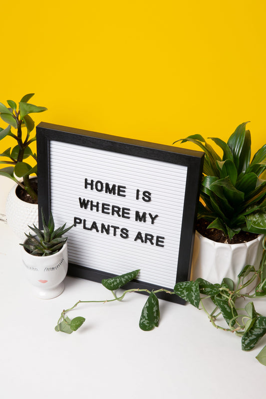 Top 3 YouTube Videos That Changed My Plant Game
