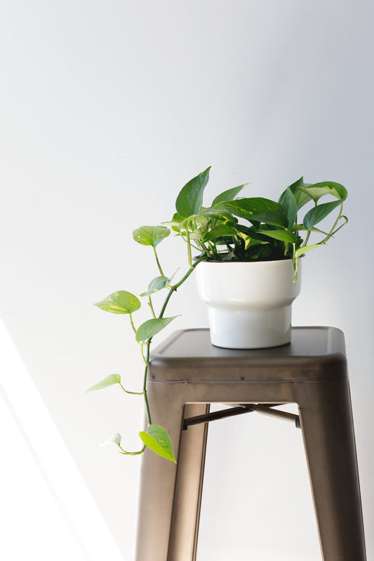 House plant in white pot sitting on a metal stool